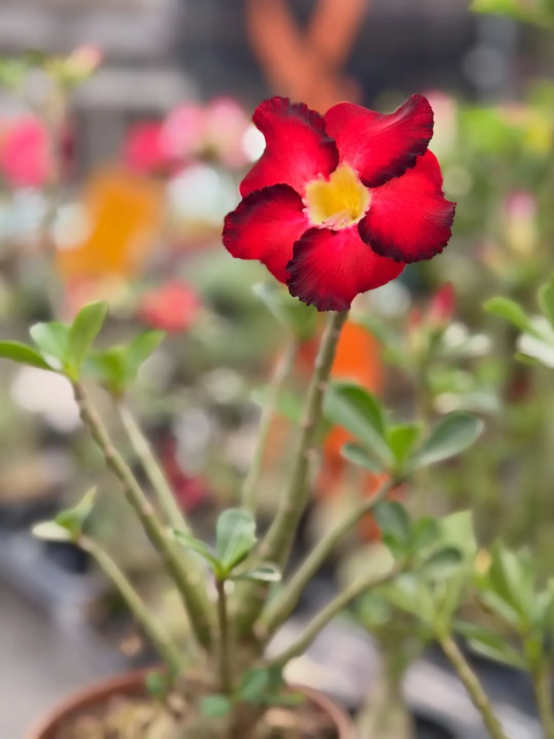Rosa do deserto florida, da Ponto Garden